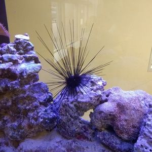 Meet your Posher, Kena